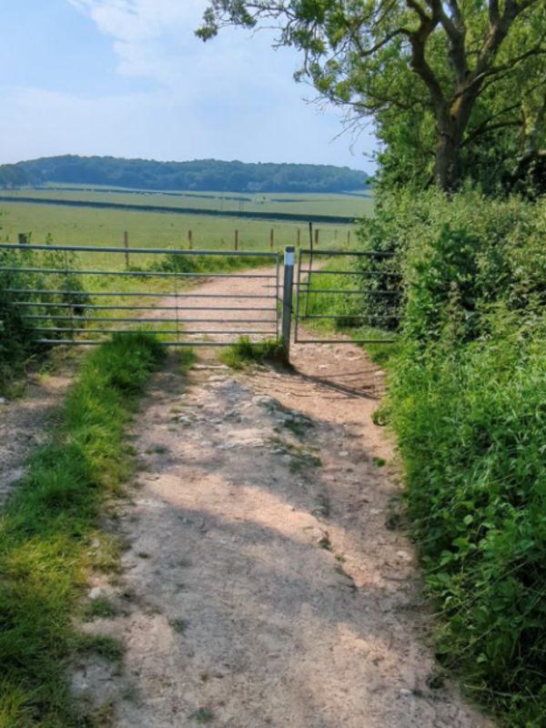A farm track through a gate with a wooded ridge on the horizon